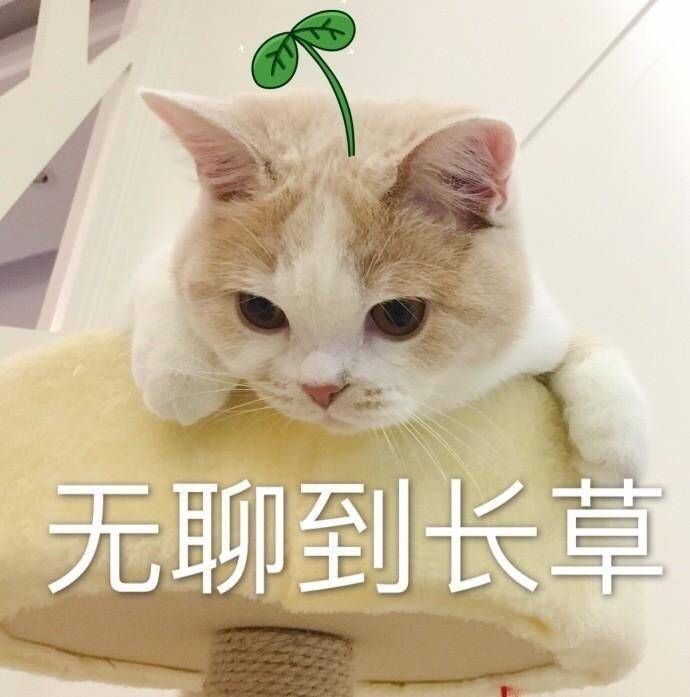 猫咪表情包合集｜无聊到长草