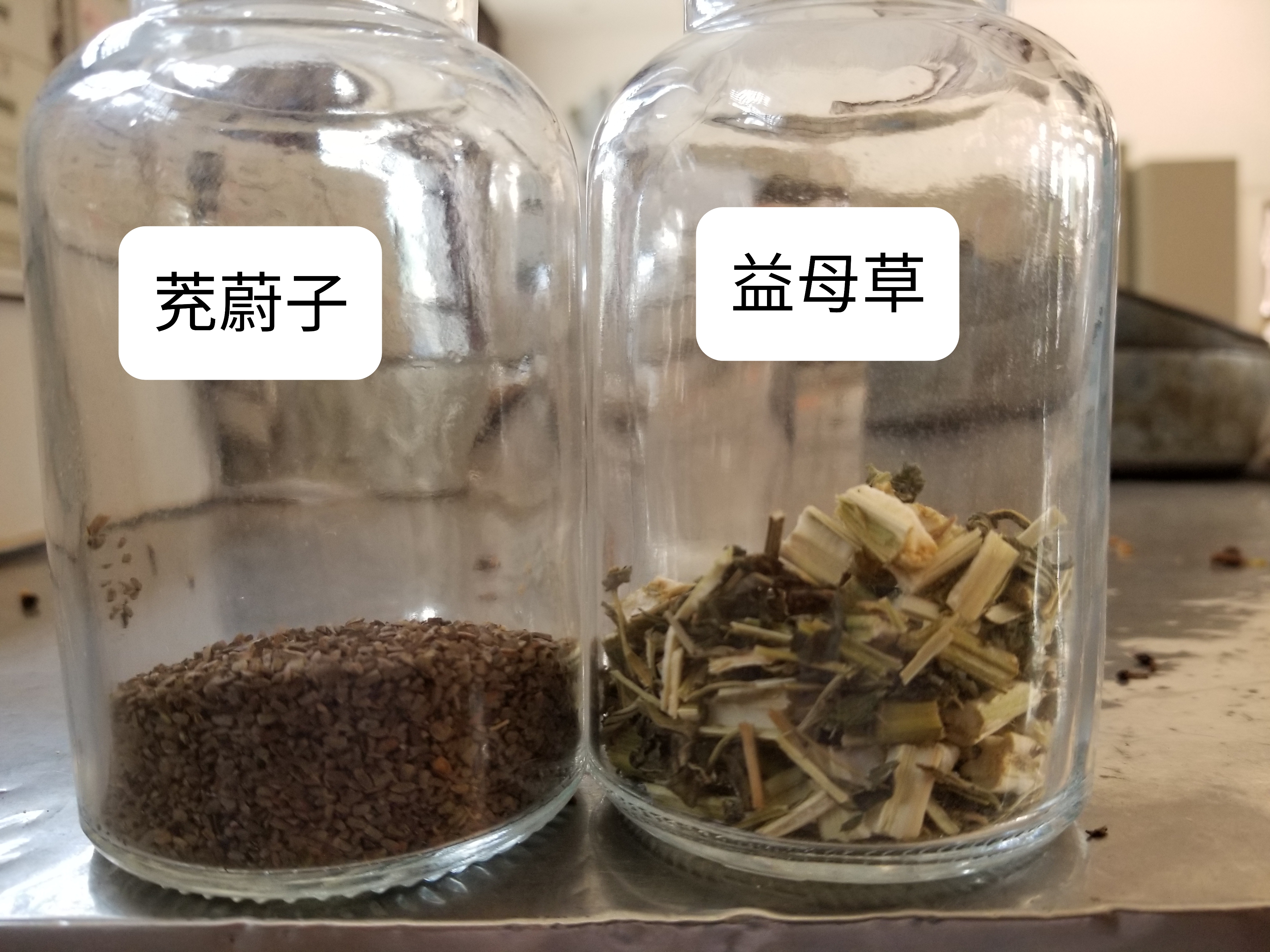 一对“母子”药（益母草与茺慰子）