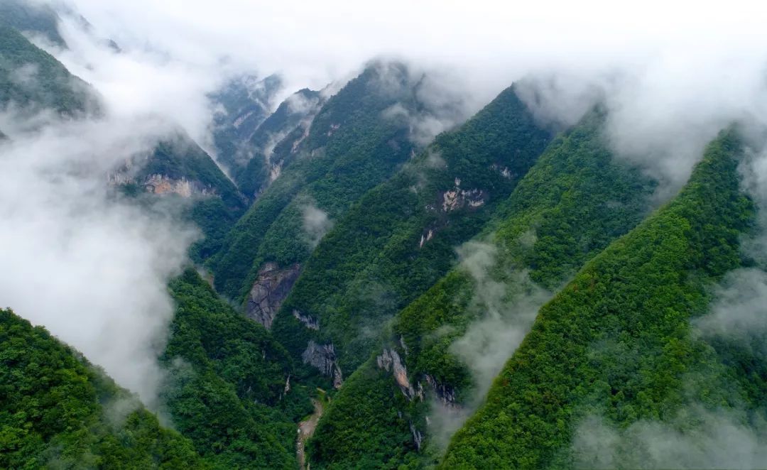 重庆最高峰（重庆冷知识最高的山峰在哪里）