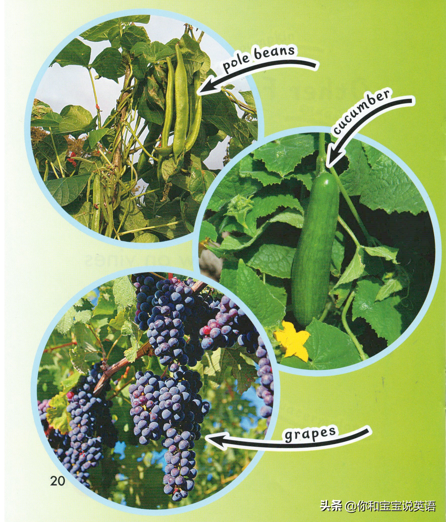 采摘亲子英文+科普—草莓蓝莓、萝卜白菜，谁长地上，谁长藤上？