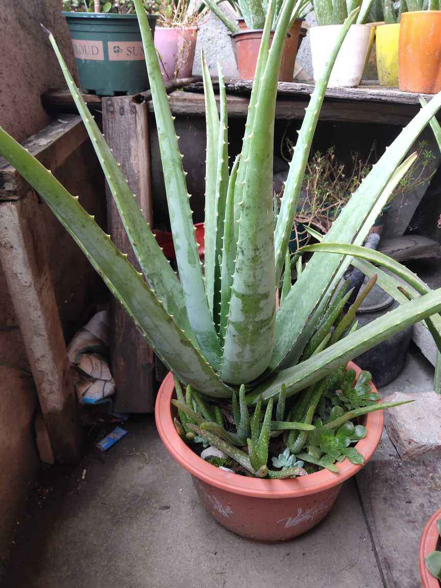 家里养的芦荟,养生还美容,学会浇水长得更壮