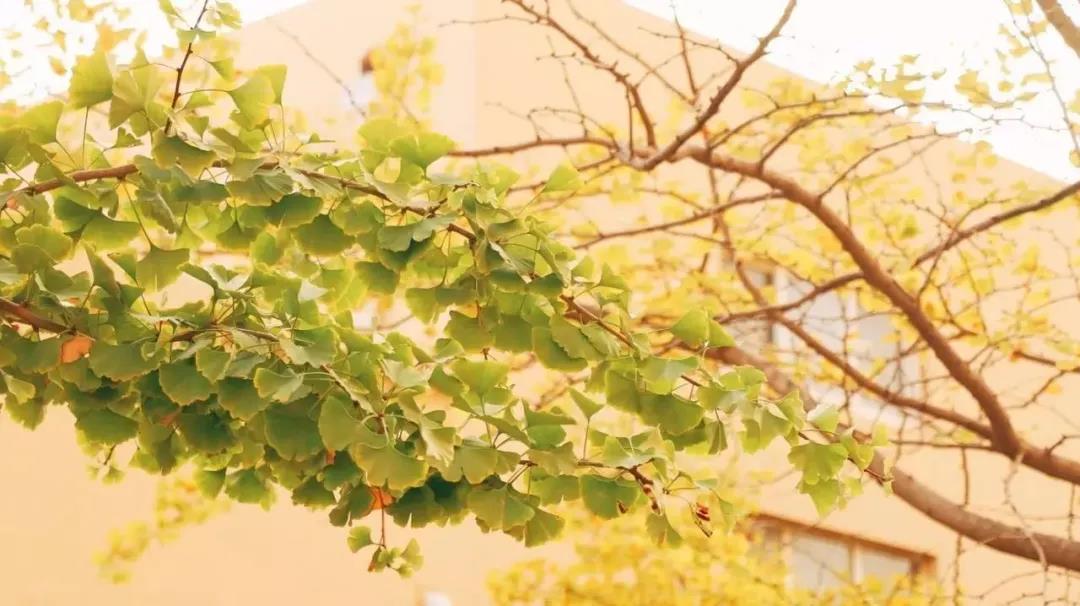 高清曝光！坐拥神仙颜值，山东最美“校花”就在这所大学里！