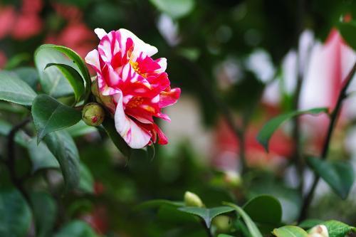 一花一世界，一叶一菩提——奇花异草山茶花，花语传说赏花旅游