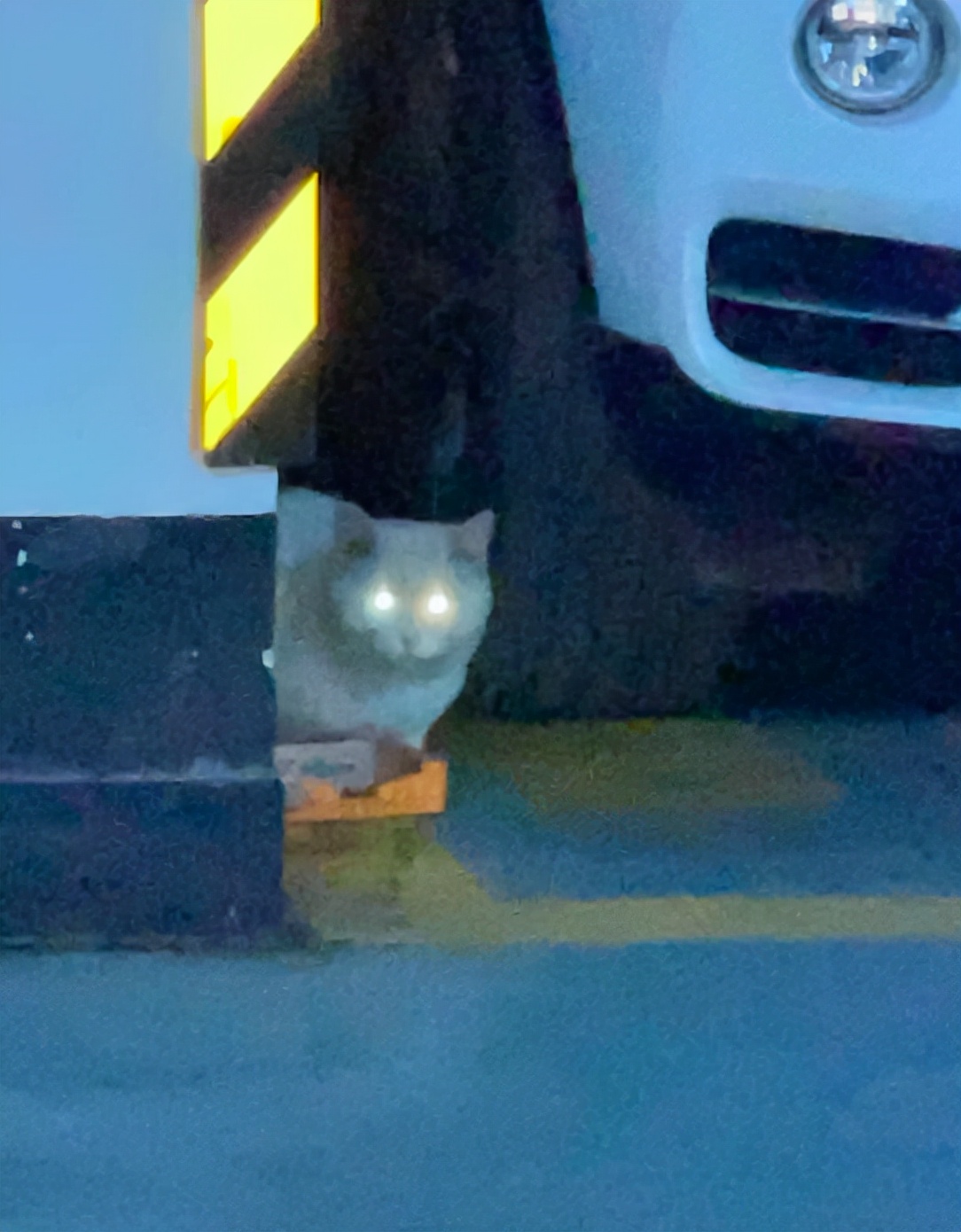 朝陽一小區車庫跳蚤氾濫成災，居民疑心是“它們”惹的禍