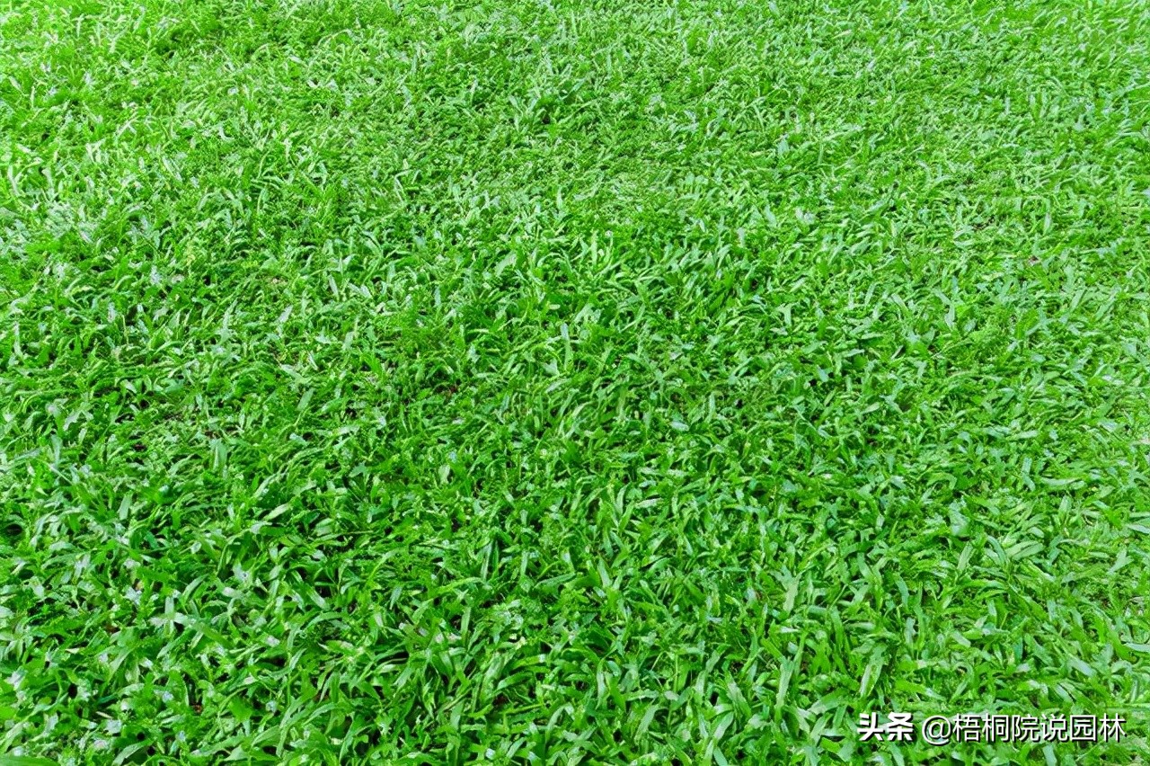 四季青草的广泛使用(这几种青草四季都能种植)