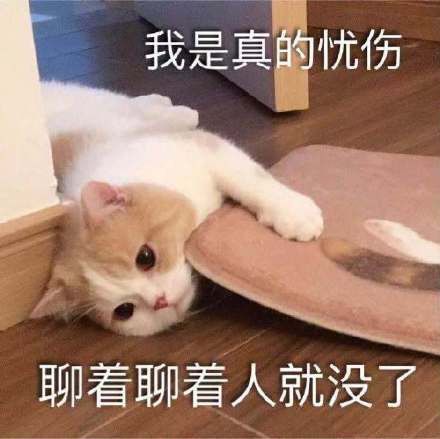 猫咪表情包合集｜大声点，我近视