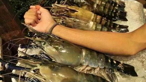 中国最大的淡水虾图片