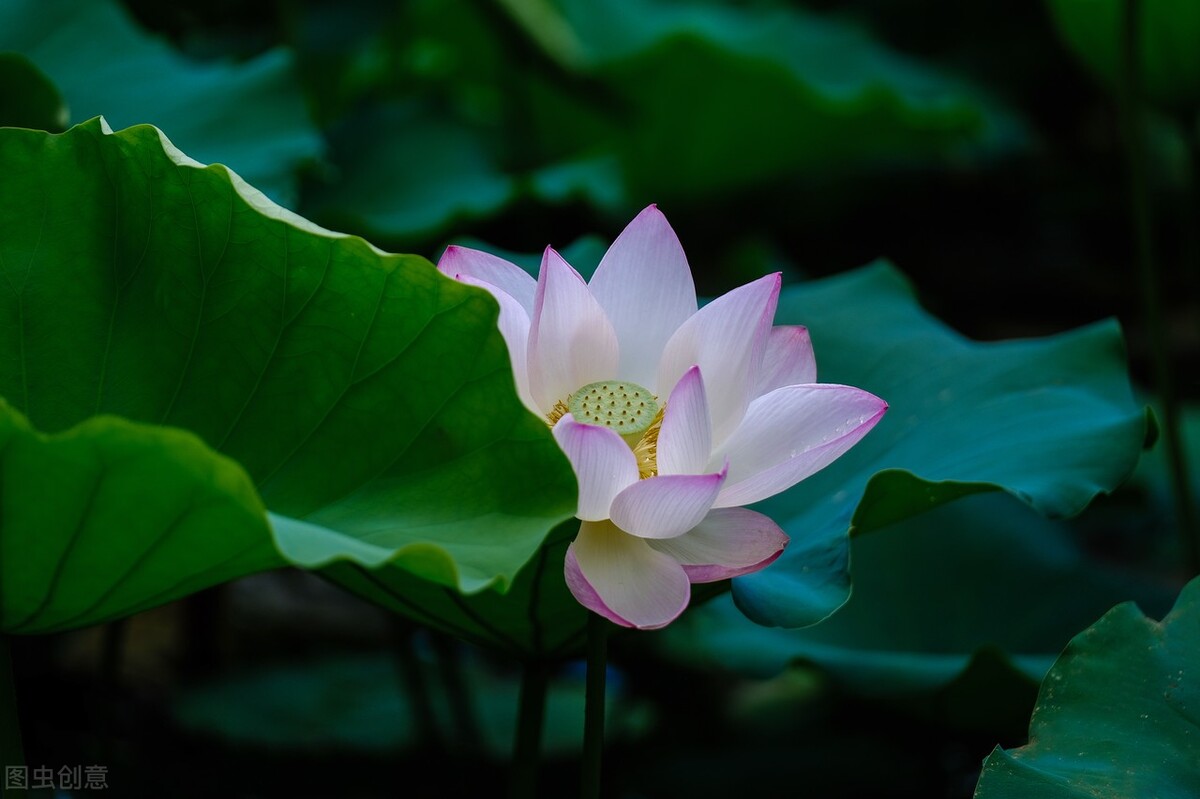 漫卷时光，岁月留香，倚窗听雨思韶华，静数流年入烟霞