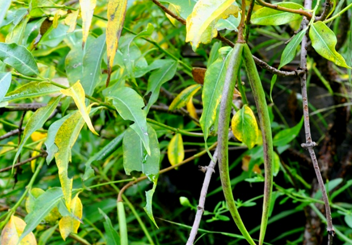 羊角叶的功效与作用-我的快乐小窝