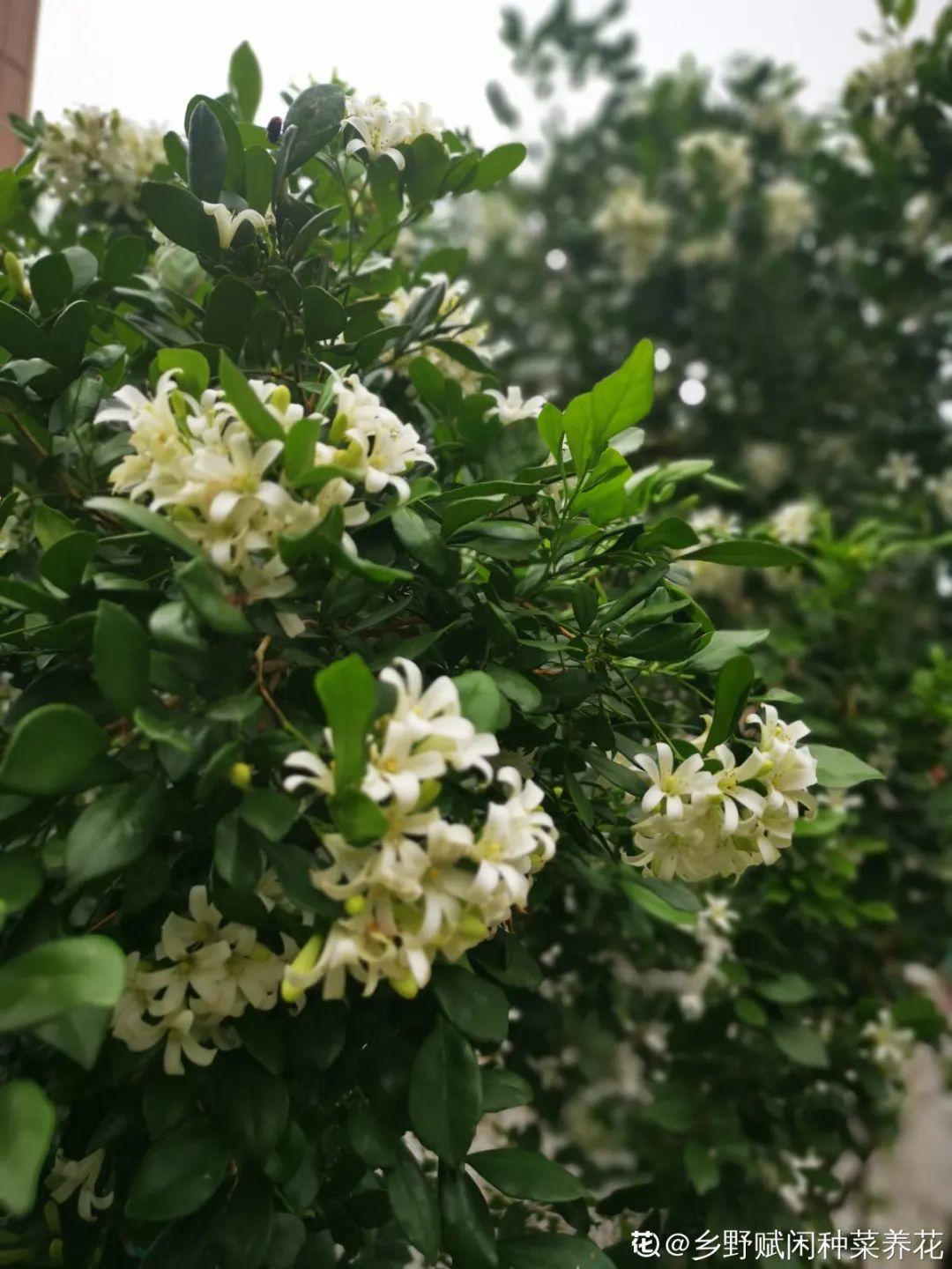 夜来香什么时候开花,夜来香什么时候开花的几点