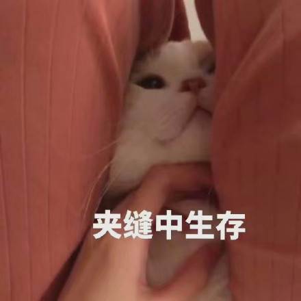 猫咪表情包：可以但没必要，有必要但不可以