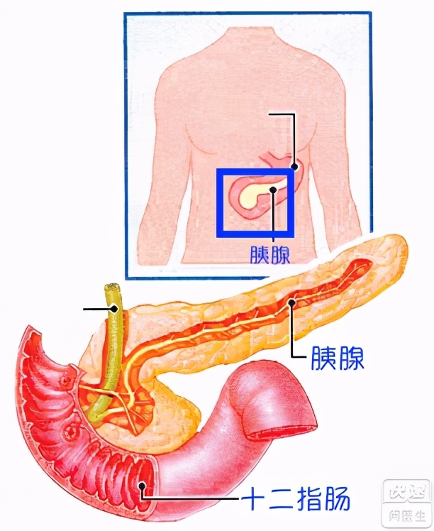 女性胰腺位置图图片