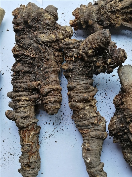 羌活,见过吗?用于风寒感冒头痛,风湿痹痛,肩背酸痛