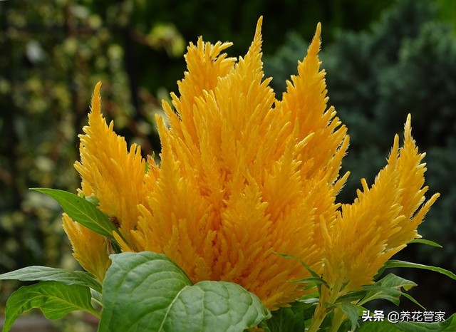 鸡冠花开花时间（带你认识四大类型绝美鸡冠花）