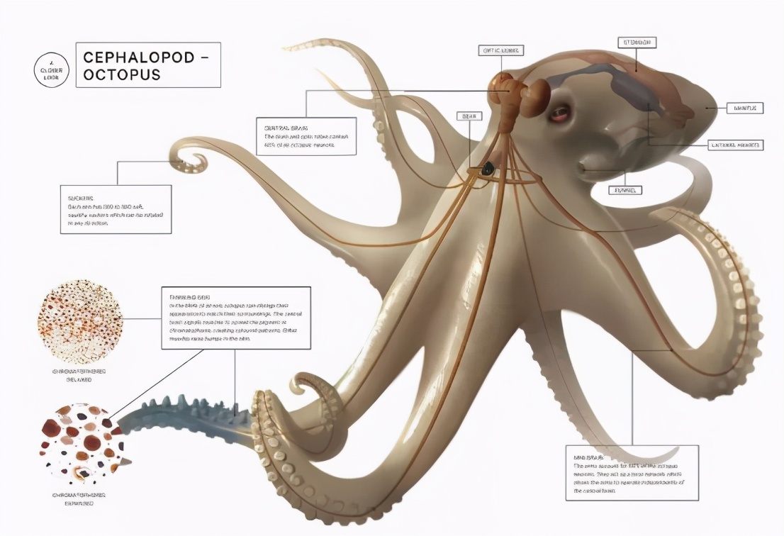 章鱼的身体结构示意图图片