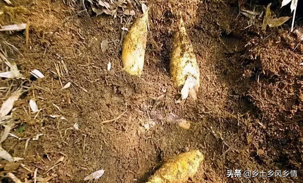 冬笋采挖方法