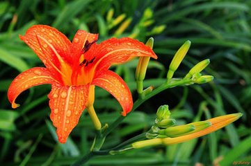 忘忧草是什么（特别适合农家小院栽培花朵还能当菜肴）