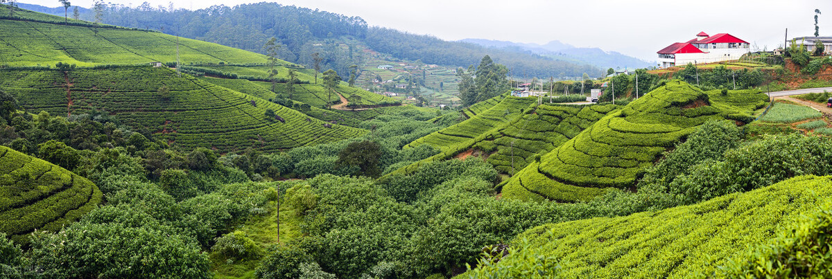 红茶争霸：阿萨姆红茶、锡兰红茶、祁红、滇红等，谁才是盟主？