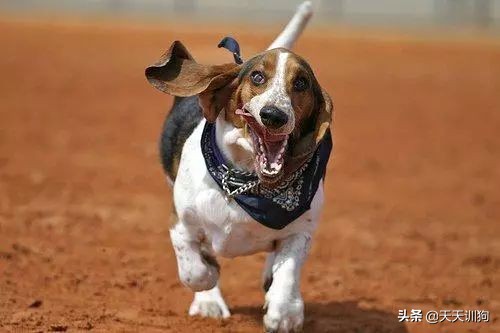 打猎什么狗嗅觉最好！十大优秀嗅觉猎犬