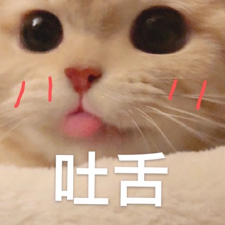 猫咪撒娇表情包合集