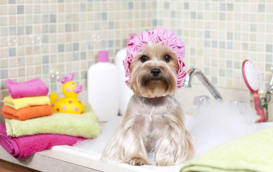 给自家狗狗洗澡的正确方式，简单易学，最重要的是还省钱
