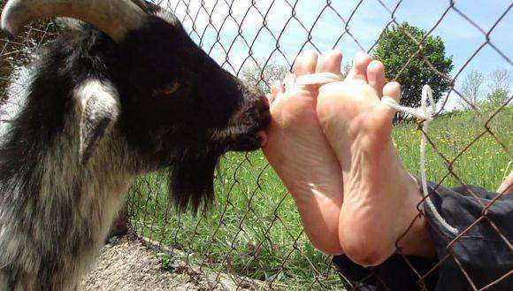 挠脚心之水晶的故事简短 _飞翔号