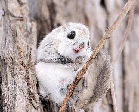 宠物有哪些动物英语