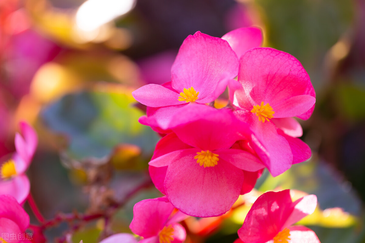 哪些草花特别耐开？这10种的确值得拥有，开300天问题不大