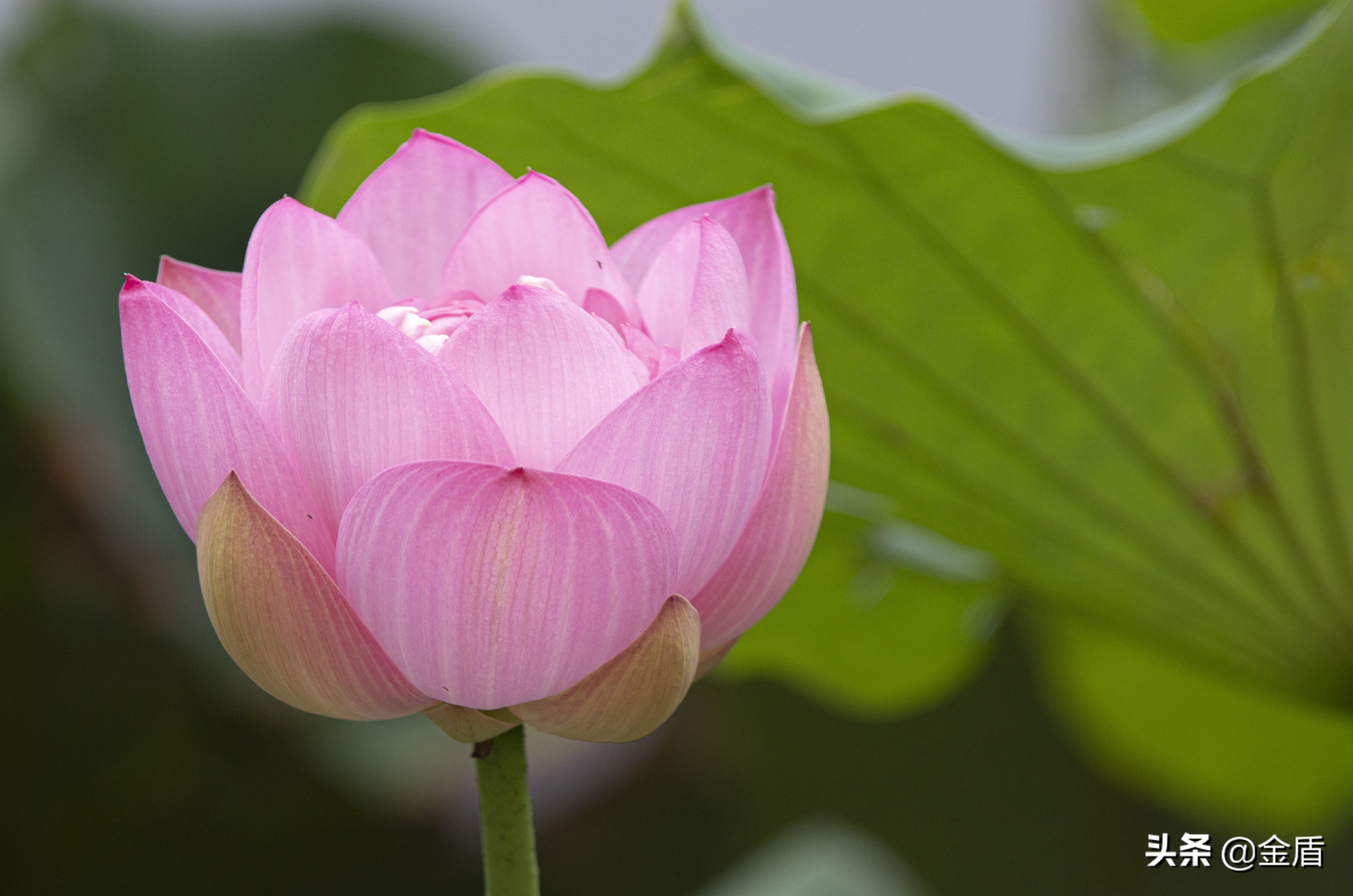 夏日荷花绽放,闻着清香淡雅的花香其乐无穷