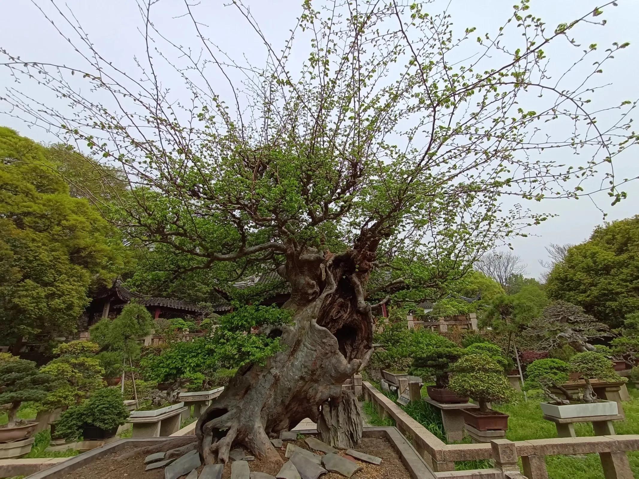 苏州的山之虎丘山