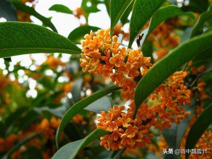 桂花树种植技术（教你5个养殖方法花开百朵满屋香）