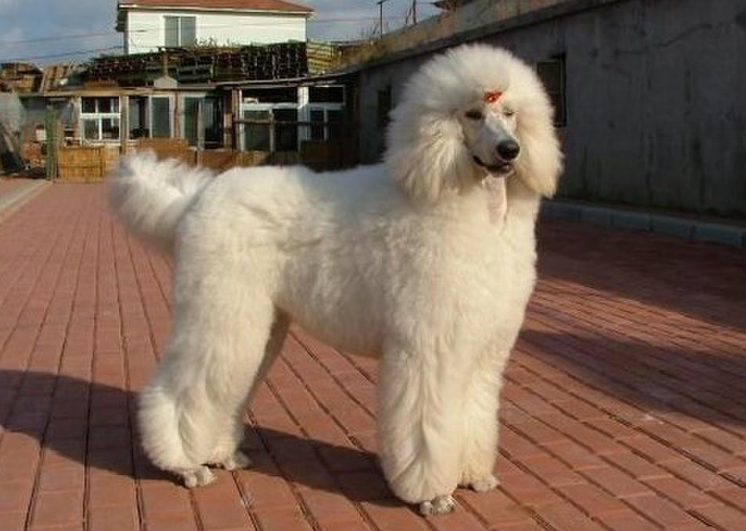 卷毛狗的品种及图片(这些狗再聪明) - 赤虎壹号