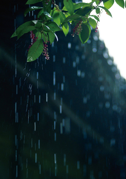 「诗词鉴赏」梅雨季节​，一起欣赏美丽的梅雨诗词