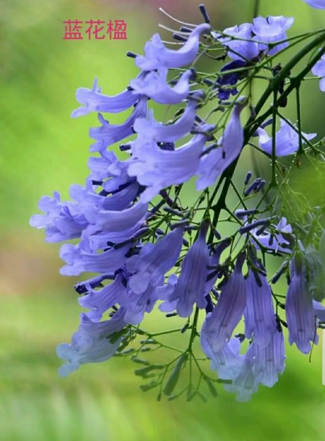 蓝楹花和蓝花楹区别（花语传说化蝶之蓝花楹）