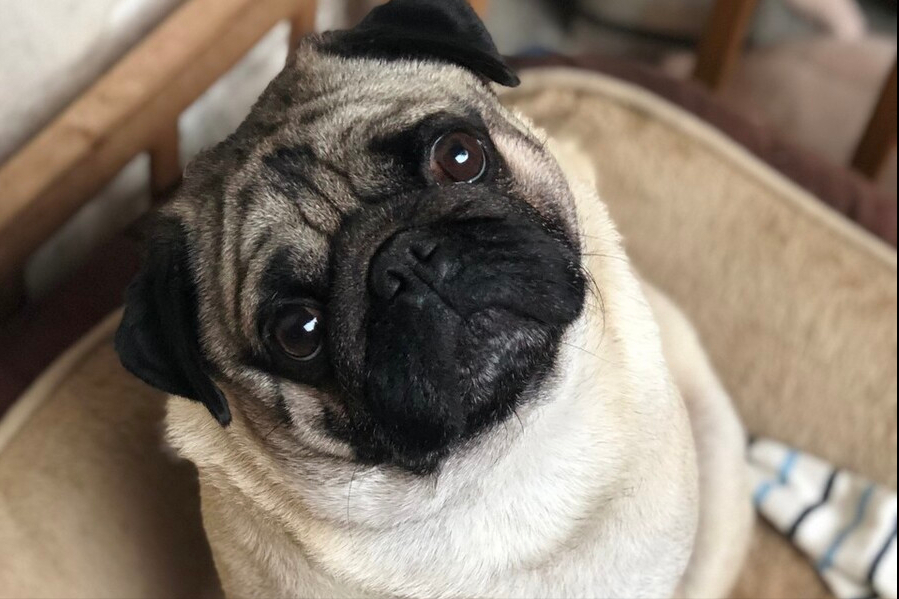 好能干的狗排行榜(好养又独立的狗狗,很适合上班族养) - 114知识网