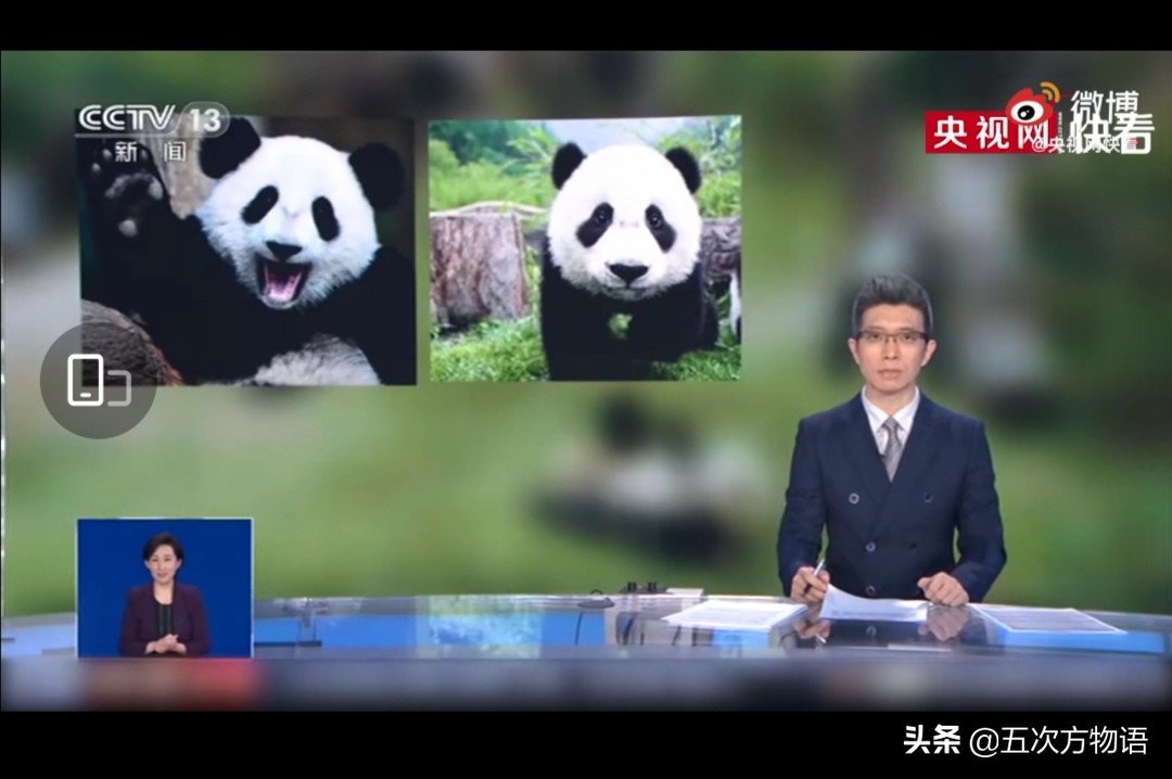 中国有两种大熊猫吗？不，没有