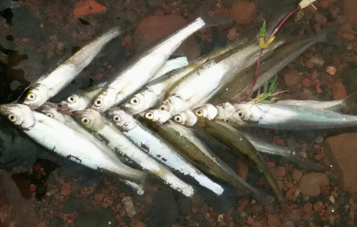 抗浪鱼:曾获康熙青睐成朝廷贡品,差点吃到灭绝,如今150元1斤