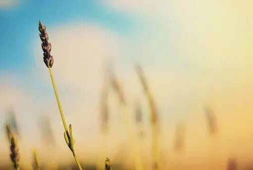 11首现代诗歌，静静的去聆听吧