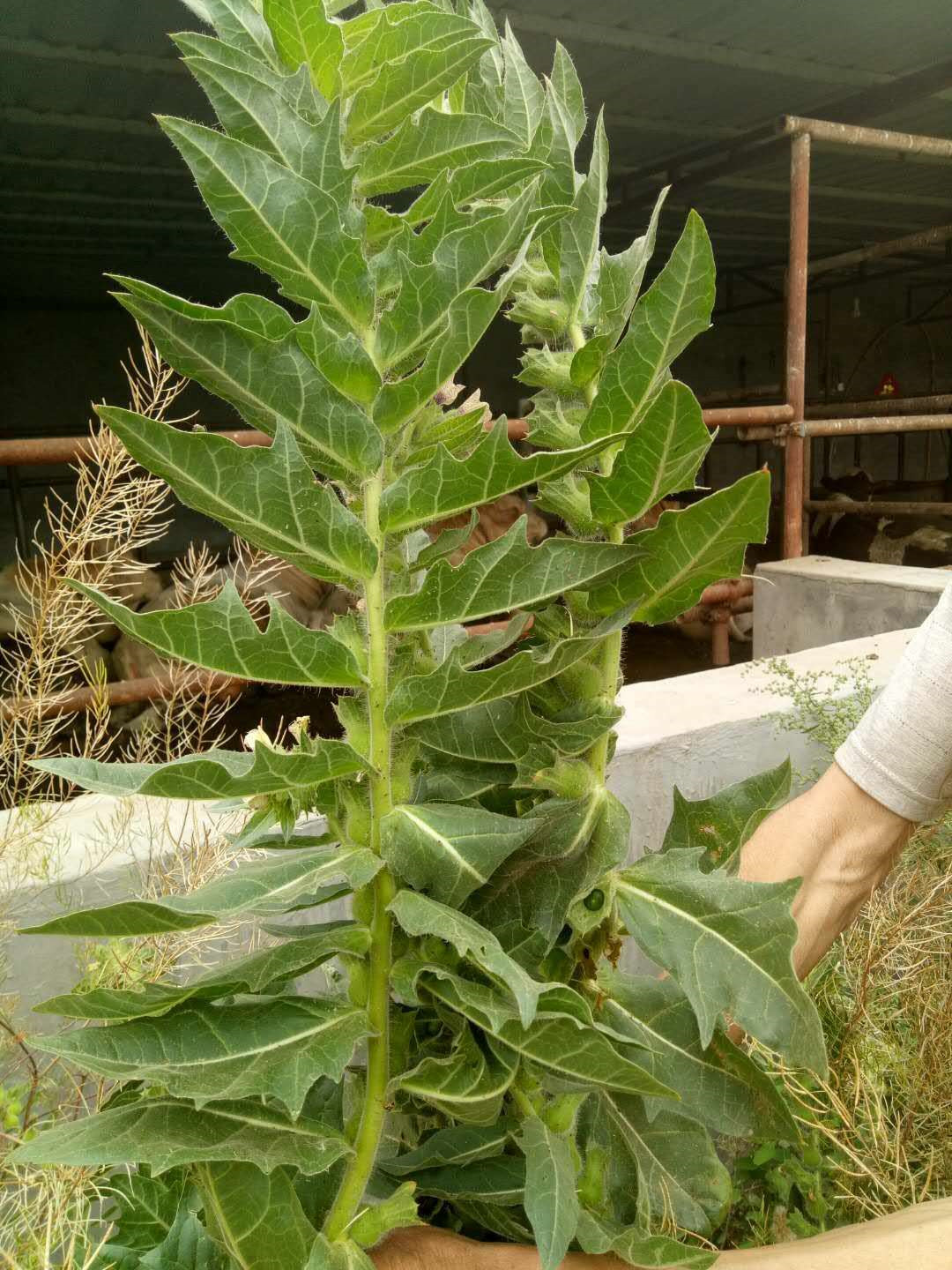 天仙子的功效与作用-我的快乐小窝