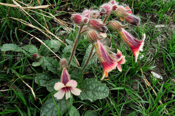 汉字说:"呦呦鹿鸣,食野之芩"里的"芩"是什么植物