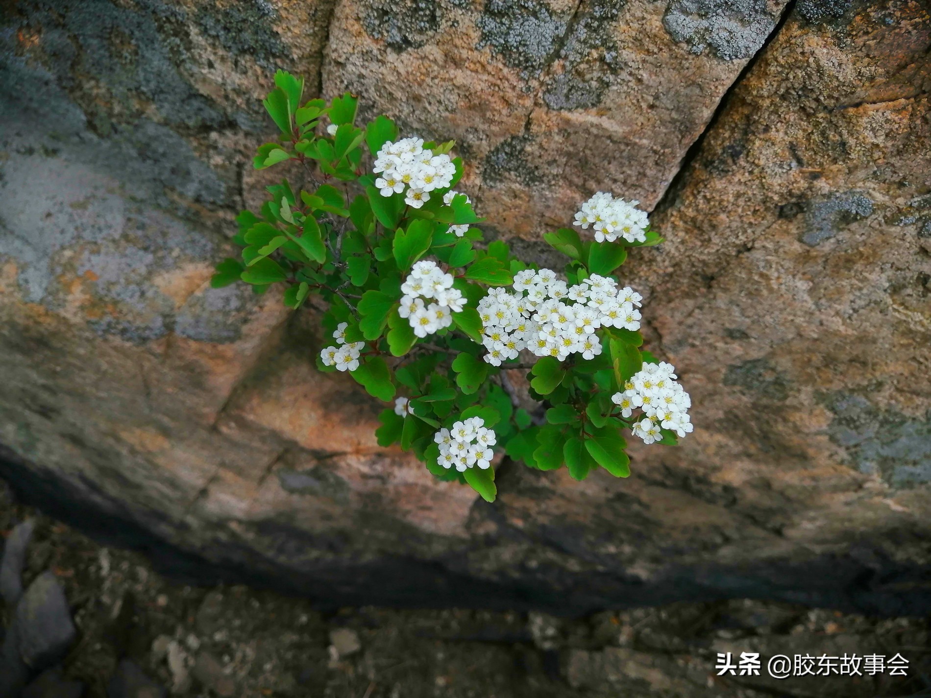 一脚踏三“县”，探访栖霞蓬莱龙口交界处的“香炉顶”