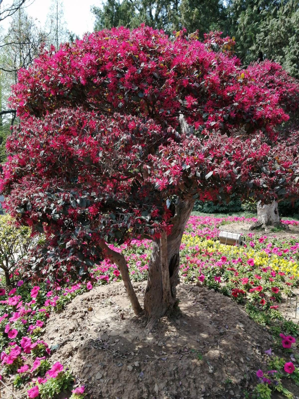 红花檵木这植物的名字红花檵木是什么植物