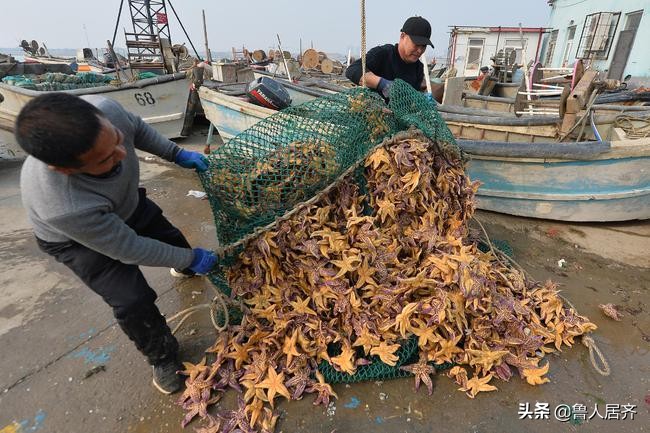 一文告诉你：胶州湾海星什么味儿？怎么吃？去哪儿买？多少钱？