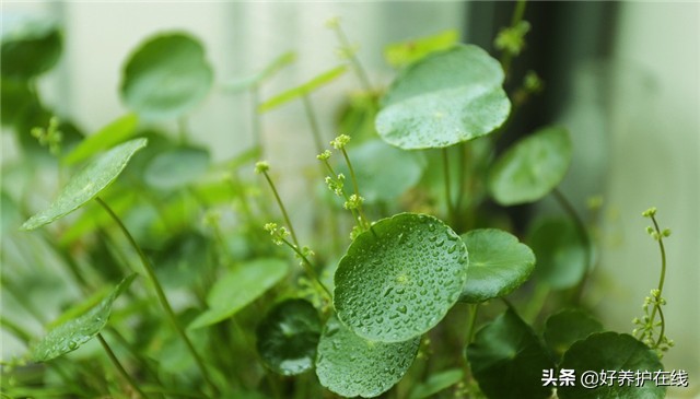 中秋送这5种花，幸福美满、团团圆圆过中秋