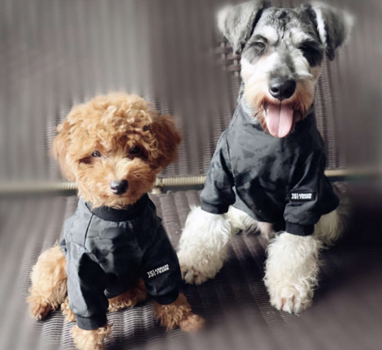 比起泰迪犬，为何养雪纳瑞的人比较少？