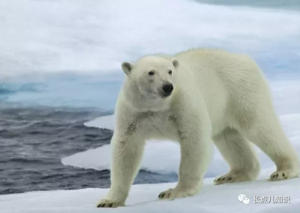 最耐寒的十大动物排名，第一名竟然是冰虫