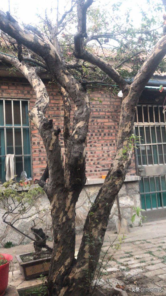 门前种什么树风水最好（家门口栽这5种树镇宅又旺财）