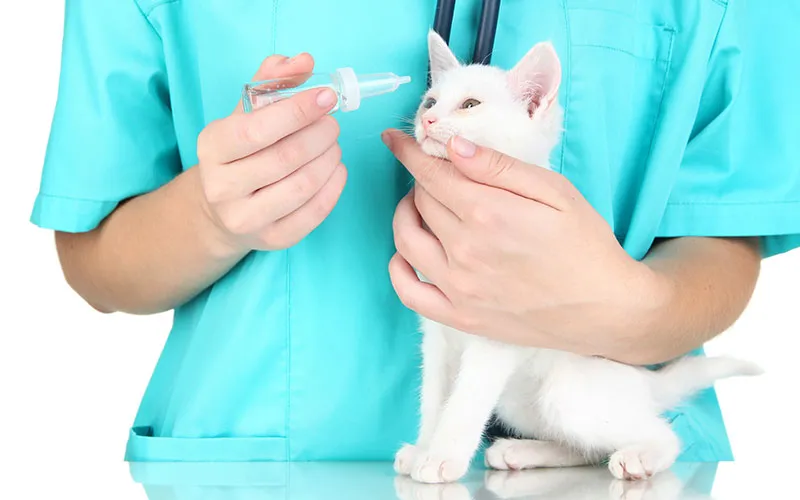 猫咪眼睛突然变色?可能是葡萄膜炎
