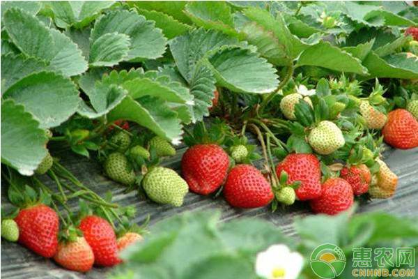 草莓怎么育苗（草莓常见的四种育苗方法介绍）
