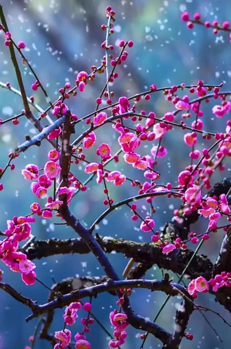 一年12月，每月都有“花神”在，你几月出生？别错过你的幸运花